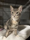 adoptable Cat in Fort Walton Beach, FL named MACHO