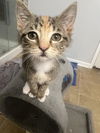 adoptable Cat in Fort Walton Beach, FL named KATNISS