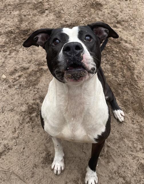 adoptable Dog in Fort Walton Beach, FL named MILKYWAY