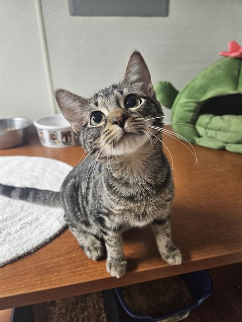 adoptable Cat in Fort Walton Beach, FL named CARRIE FISHER