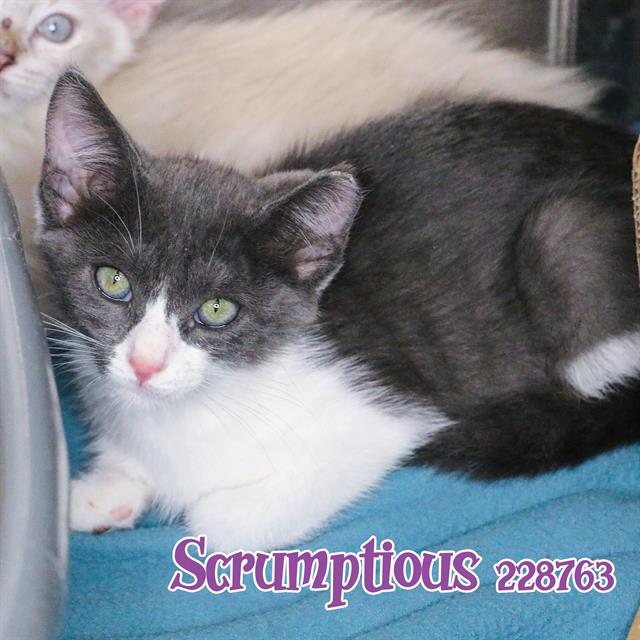 adoptable Cat in Fort Walton Beach, FL named SCRUMPTIOUS