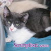 adoptable Cat in Fort Walton Beach, FL named SCRUMPTIOUS