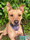 adoptable Dog in Fort Walton Beach, FL named SCOTTIE