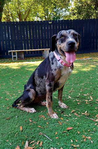 adoptable Dog in Fort Walton Beach, FL named TRINA