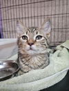 adoptable Cat in Fort Walton Beach, FL named BENEDICT BRIDGERTON