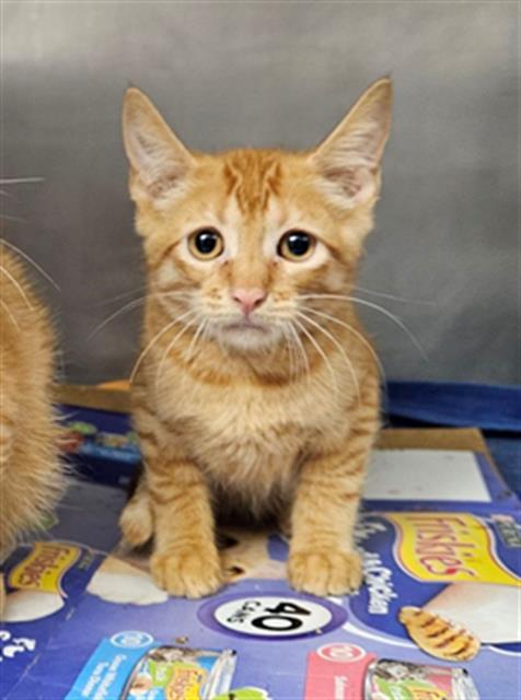 adoptable Cat in Fort Walton Beach, FL named RECYCLING