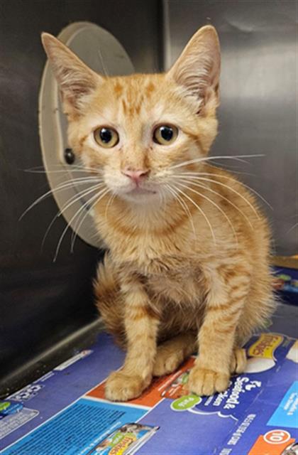 adoptable Cat in Fort Walton Beach, FL named COMPOST