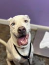 adoptable Dog in Fort Walton Beach, FL named BEACH BOI