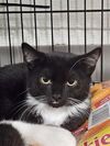 adoptable Cat in Fort Walton Beach, FL named FREYA