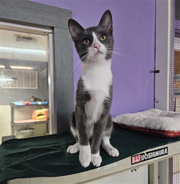 adoptable Cat in Fort Walton Beach, FL named DRIZZLE