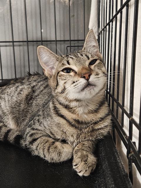 adoptable Cat in Fort Walton Beach, FL named SAND