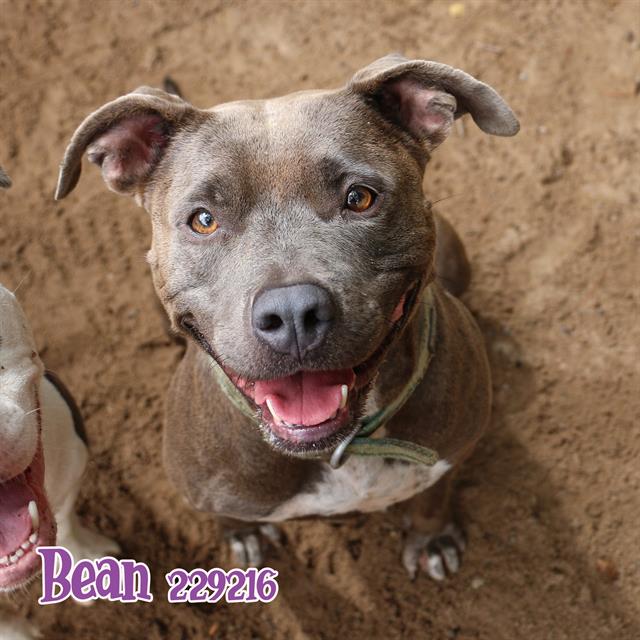 adoptable Dog in Fort Walton Beach, FL named BEAN