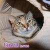 adoptable Cat in Fort Walton Beach, FL named GENESIS