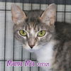 adoptable Cat in Fort Walton Beach, FL named MAMA MIA