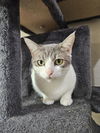 adoptable Cat in Fort Walton Beach, FL named DUCHESS