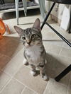 adoptable Cat in Fort Walton Beach, FL named ROSA