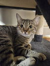 adoptable Cat in Fort Walton Beach, FL named KAITLYN