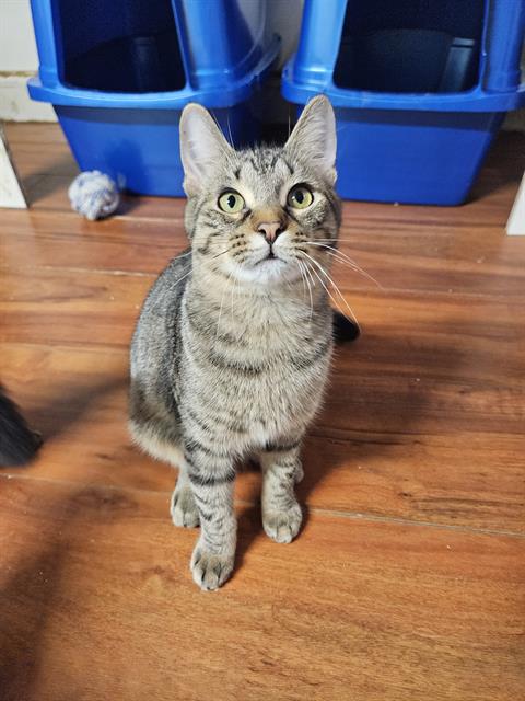 adoptable Cat in Fort Walton Beach, FL named LI-SHANG