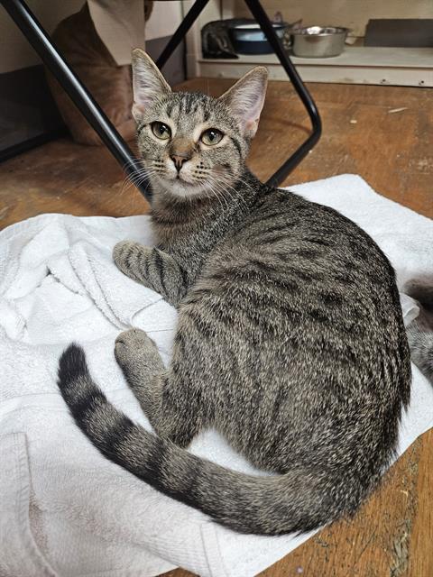 adoptable Cat in Fort Walton Beach, FL named STRAWBERRY