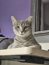 adoptable Cat in Fort Walton Beach, FL named ASTRA