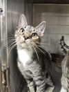 adoptable Cat in Fort Walton Beach, FL named GHOST PEPPER