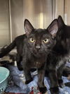 adoptable Cat in Fort Walton Beach, FL named PICKACHU