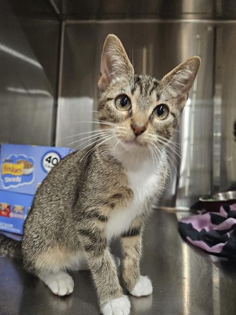 adoptable Cat in Fort Walton Beach, FL named WINTER