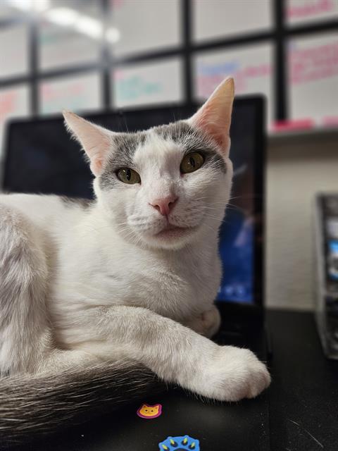 adoptable Cat in Fort Walton Beach, FL named GOLD