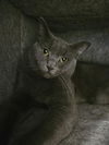 adoptable Cat in Fort Walton Beach, FL named BOB MEOWLY