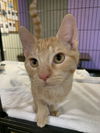 adoptable Cat in Fort Walton Beach, FL named TICO