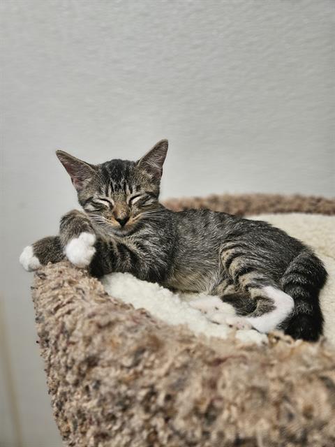 adoptable Cat in Fort Walton Beach, FL named RYKER