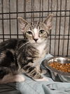 adoptable Cat in Fort Walton Beach, FL named DODO