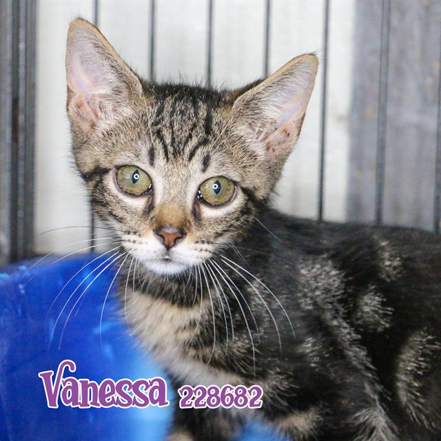 adoptable Cat in Fort Walton Beach, FL named MR. VANESSA