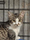 adoptable Cat in Fort Walton Beach, FL named SWEET TEA