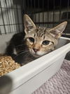 adoptable Cat in Fort Walton Beach, FL named GOSLING