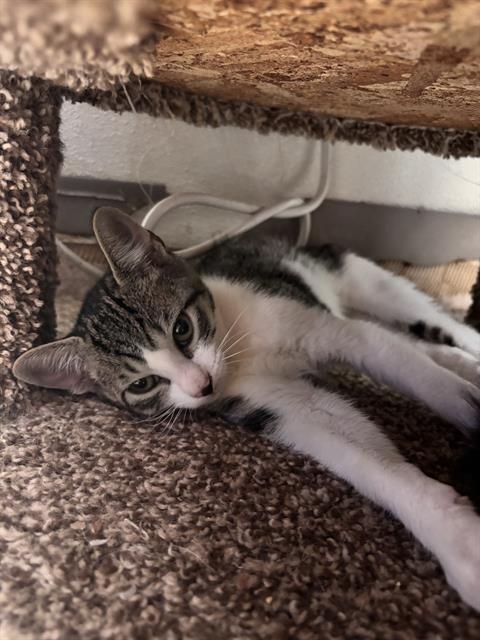 adoptable Cat in Fort Walton Beach, FL named FEAR