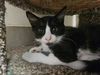 adoptable Cat in Fort Walton Beach, FL named JANGLES