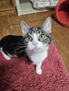 adoptable Cat in Fort Walton Beach, FL named SIZZ-LOR