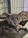 adoptable Cat in Fort Walton Beach, FL named MISTER TWIST