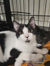 adoptable Cat in Fort Walton Beach, FL named SIF