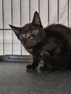 adoptable Cat in Fort Walton Beach, FL named ABRACADABRA