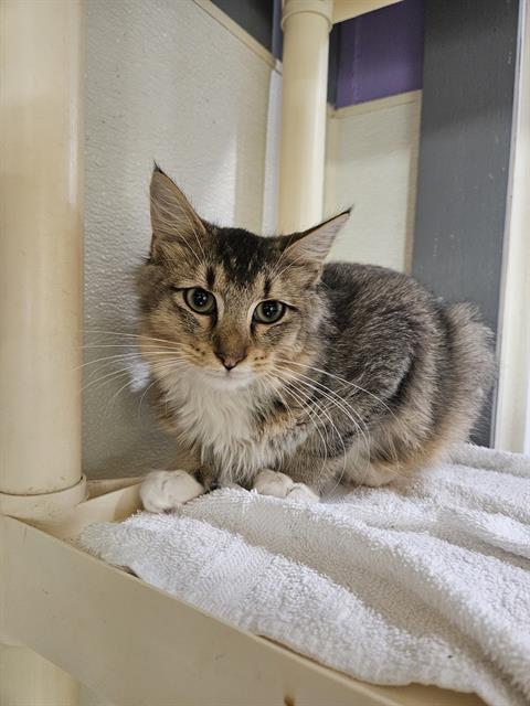 adoptable Cat in Fort Walton Beach, FL named MR MEOW