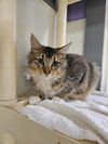 adoptable Cat in Fort Walton Beach, FL named MR MEOW