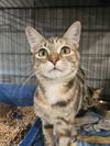 adoptable Cat in Fort Walton Beach, FL named MAISIE