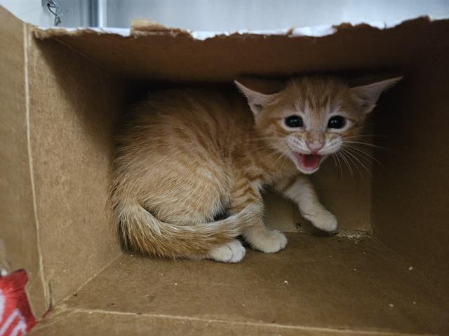 adoptable Cat in Fort Walton Beach, FL named SHINE