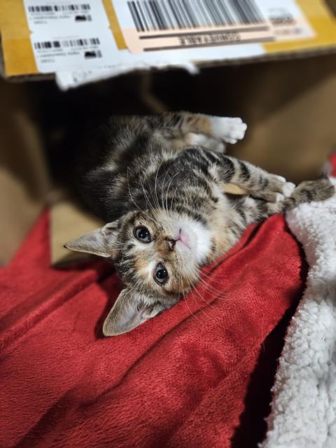 adoptable Cat in Fort Walton Beach, FL named REI