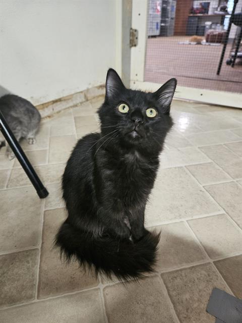 adoptable Cat in Fort Walton Beach, FL named URKEL