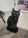 adoptable Cat in Fort Walton Beach, FL named URKEL