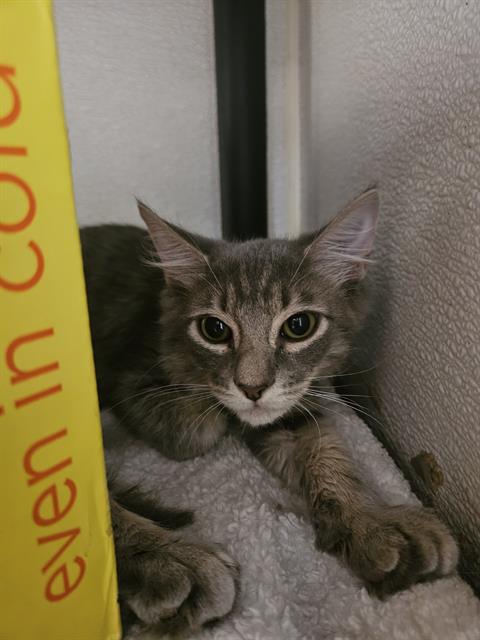 adoptable Cat in Fort Walton Beach, FL named STEVE