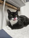 adoptable Cat in Fort Walton Beach, FL named CHEF BOYARDEE